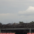 18_10-mast.jpg
