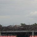 18_15-mast.jpg