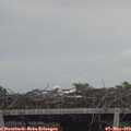 18_20-mast.jpg
