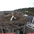18_20-nest.jpg