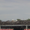 18_25-mast.jpg