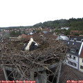 18_25-nest.jpg