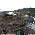 18_30-nest.jpg