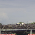 18_35-mast.jpg