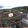 18_35-nest.jpg