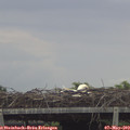 18_40-mast.jpg