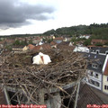 18_45-nest.jpg