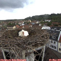 18_50-nest.jpg