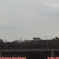 18_55-mast.jpg