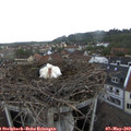 18_55-nest.jpg