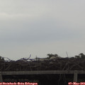 19_00-mast.jpg