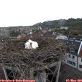 19_00-nest.jpg
