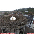 19_05-nest.jpg