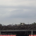 19_10-mast.jpg
