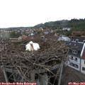 19_10-nest.jpg