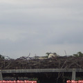 19_15-mast.jpg