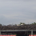 19_20-mast.jpg
