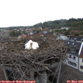 19_20-nest.jpg