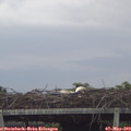 19_25-mast.jpg
