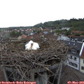 19_25-nest.jpg
