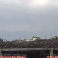 19_30-mast.jpg