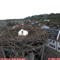 19_30-nest.jpg