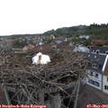 19_35-nest.jpg