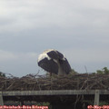 19_40-mast.jpg
