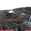 19_40-nest.jpg