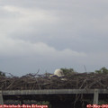 19_45-mast.jpg