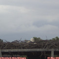 19_50-mast.jpg