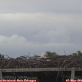 19_55-mast.jpg
