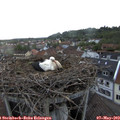 19_55-nest.jpg