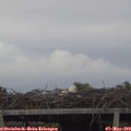 20_00-mast.jpg