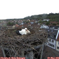 20_00-nest.jpg