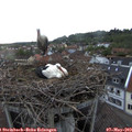 20_05-nest.jpg
