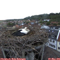 20_10-nest.jpg