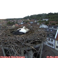 20_25-nest.jpg