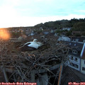 20_35-nest.jpg