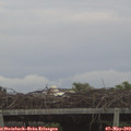 20_40-mast.jpg