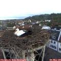 05_50-nest.jpg