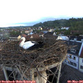 06_10-nest.jpg