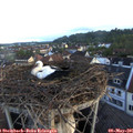 06_15-nest.jpg
