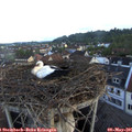 06_20-nest.jpg