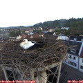 06_25-nest.jpg