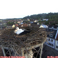 06_40-nest.jpg