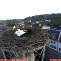 06_50-nest.jpg
