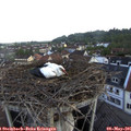 07_00-nest.jpg