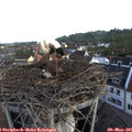 07_10-nest.jpg
