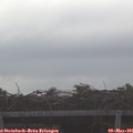 07_15-mast.jpg